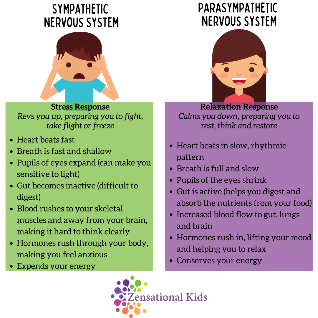 Sympathetic-Nervous-System-2